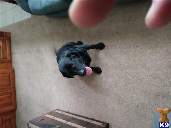 a labrador retriever dog lying on the floor