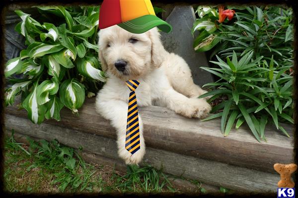a labradoodle dog wearing a hat and tie
