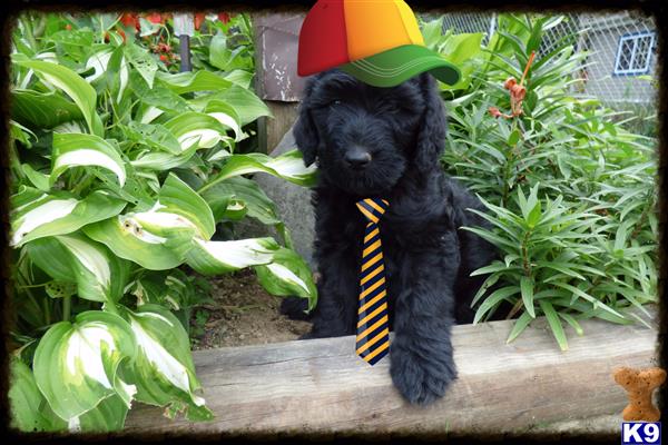 a labradoodle dog wearing a hat