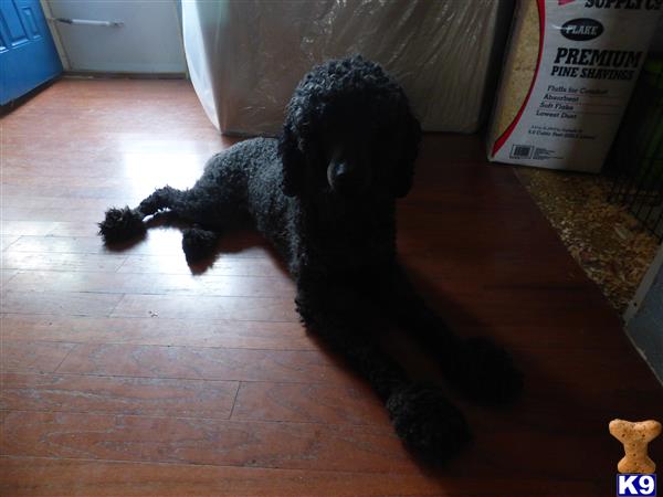 a black poodle dog on a wooden floor