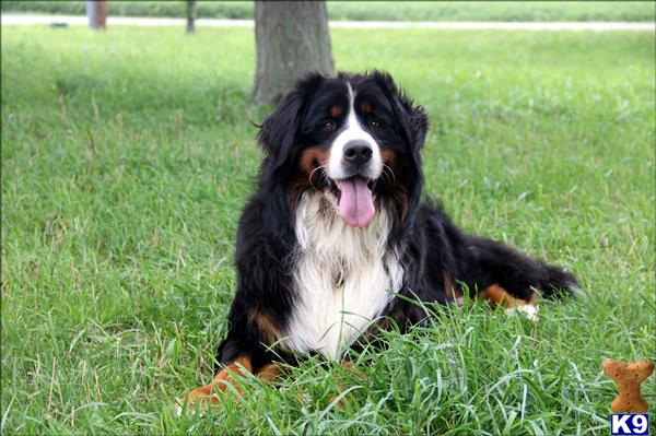 a bernese mountain dog dog lying in the grass