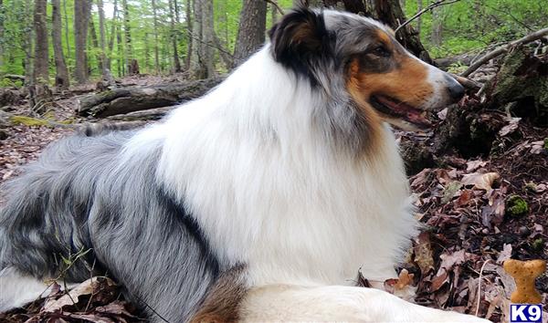 a collie dog sitting in the woods