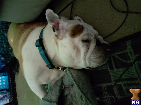 a english bulldog dog lying on a couch