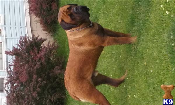 a mastiff dog jumping in the air