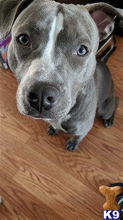 a american staffordshire terrier dog looking at the camera