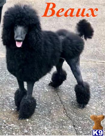 a black poodle dog standing on pavement