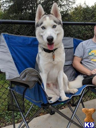 a siberian husky dog sitting on a chair