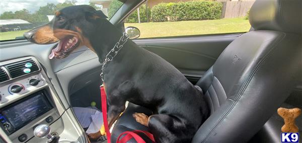 a doberman pinscher dog in a car