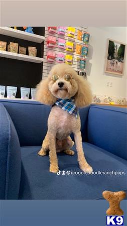 a poodle dog wearing a bow tie