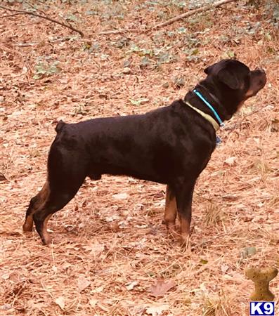 a rottweiler dog standing on dirt