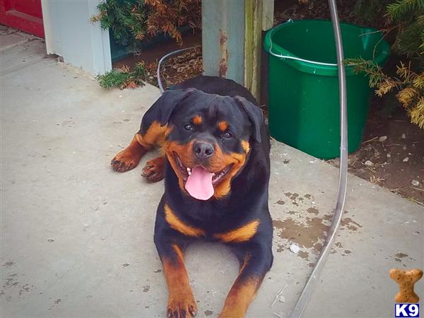 a rottweiler dog lying on the ground