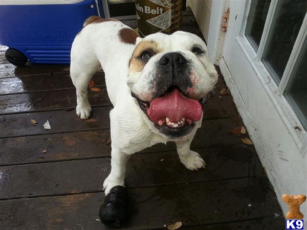 a old english bulldog dog with its mouth open