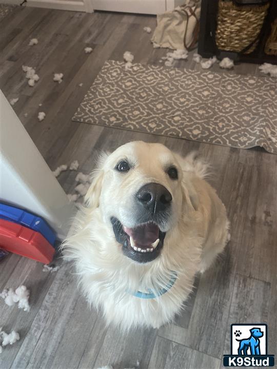 a golden retriever dog sitting on a wood floor