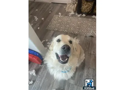 a golden retriever dog sitting on a wood floor