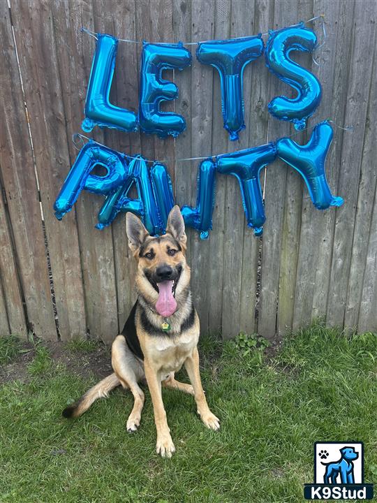 a german shepherd dog sitting in the grass