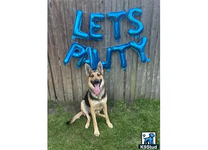 a german shepherd dog sitting in the grass