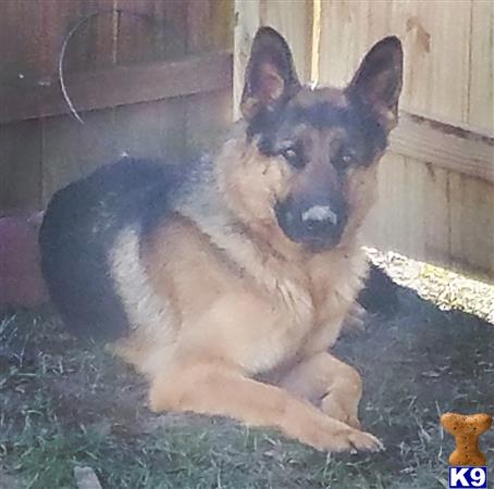 a german shepherd dog lying on the ground