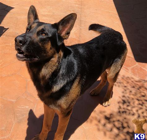 a german shepherd dog standing on a brick surface