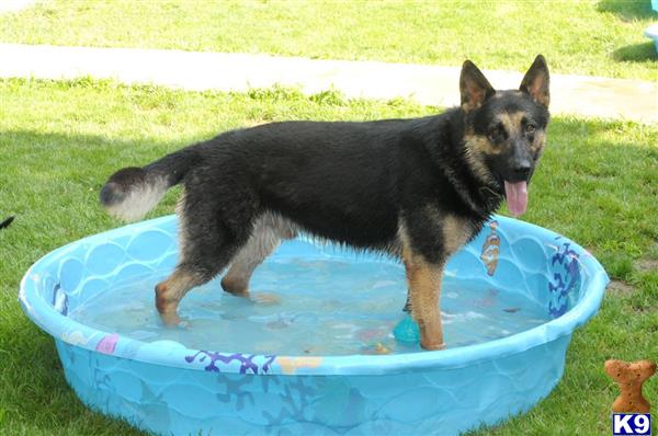 a german shepherd dog standing in a pool