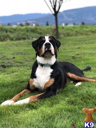 a greater swiss mountain dog dog lying in the grass