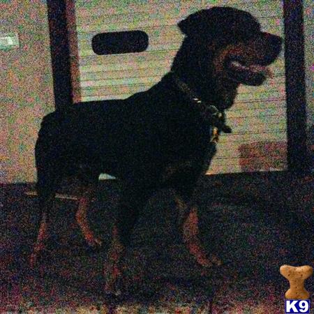 a rottweiler dog standing on a floor