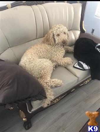 a goldendoodles dog sitting in a chair