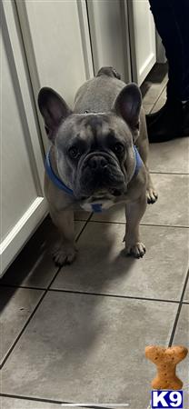 a french bulldog dog standing on a tile floor