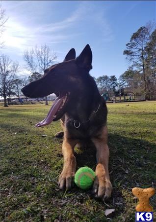 a belgian malinois dog with a ball in its mouth