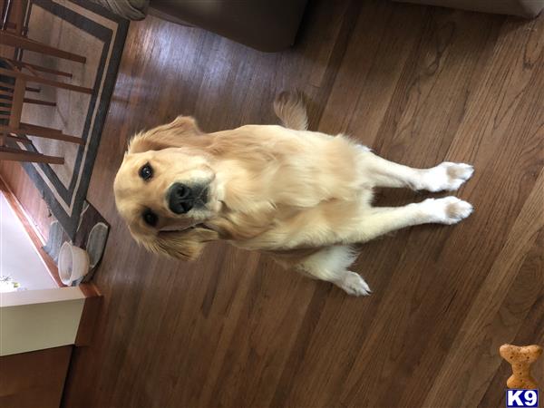 a golden retriever dog lying on the floor