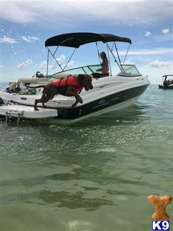 a golden retriever dog on a boat