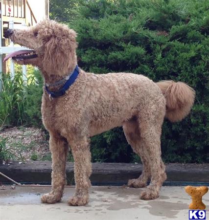 a goldendoodles dog standing on a sidewalk