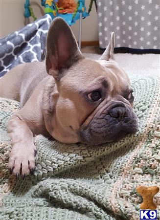 a french bulldog dog lying on a blanket