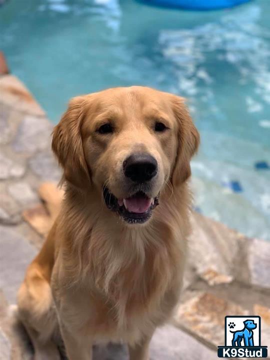 a golden retriever dog sitting on a rock