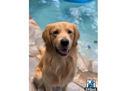 a golden retriever dog sitting on a rock