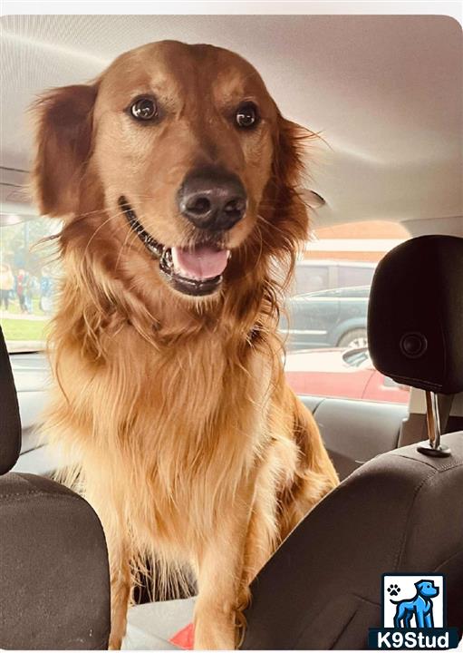 a golden retriever dog sitting in a car