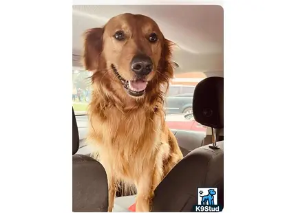 a golden retriever dog sitting in a car