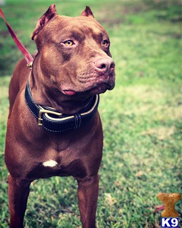 a american pit bull dog on a leash