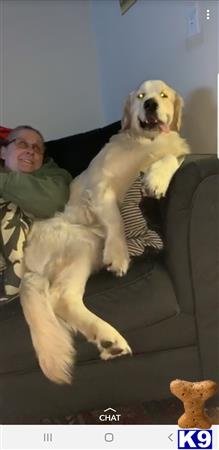 a golden retriever dog sitting on a couch