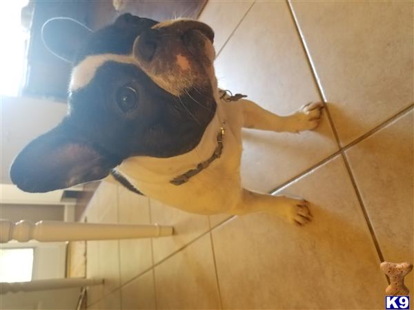 a french bulldog dog with a horse head