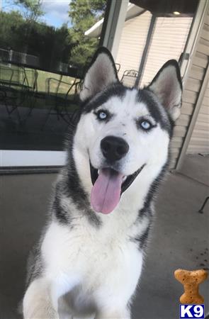 a siberian husky dog sitting outside