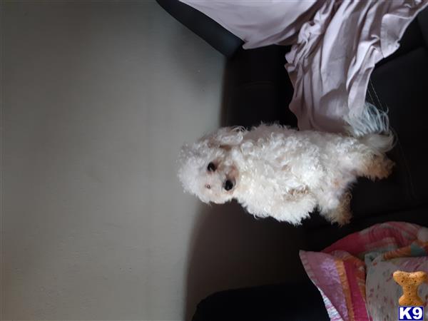 a bichon frise dog lying on a bed