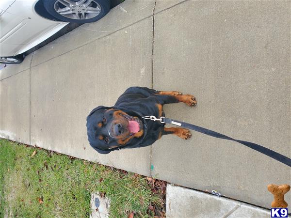 a rottweiler dog standing on a sidewalk