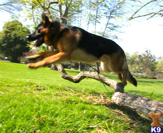 a german shepherd dog jumping over a log