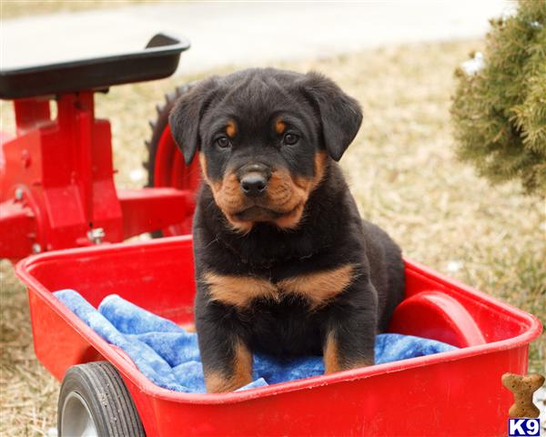 melissa and doug rottweiler