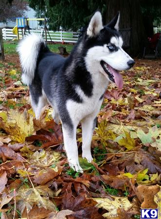 a siberian husky dog standing in leaves