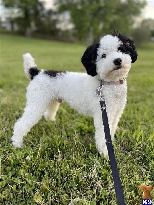 a poodle dog on a leash