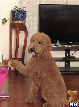 a poodle dog sitting in a chair