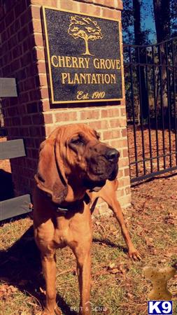 a bloodhound dog sitting in front of a sign