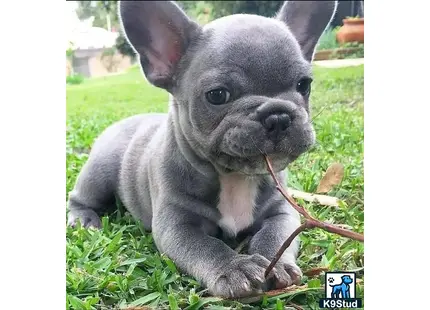 a french bulldog puppy sitting in the grass