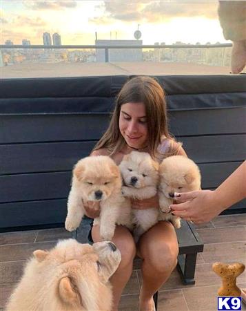 a person holding a group of chow chow puppies